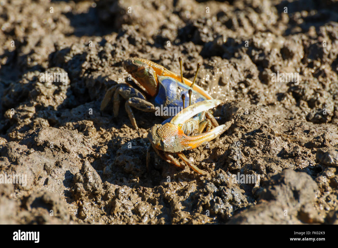 Uca urvillei: D'Urville's Fiddler Crabs in the tidal zone Stock Photo
