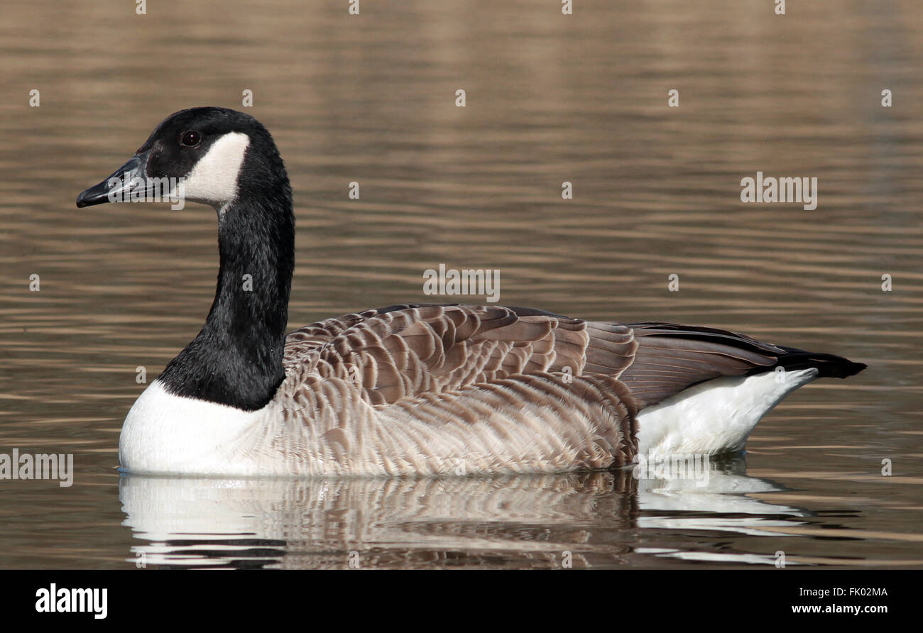 canada goose stockholm canada goose stockholm