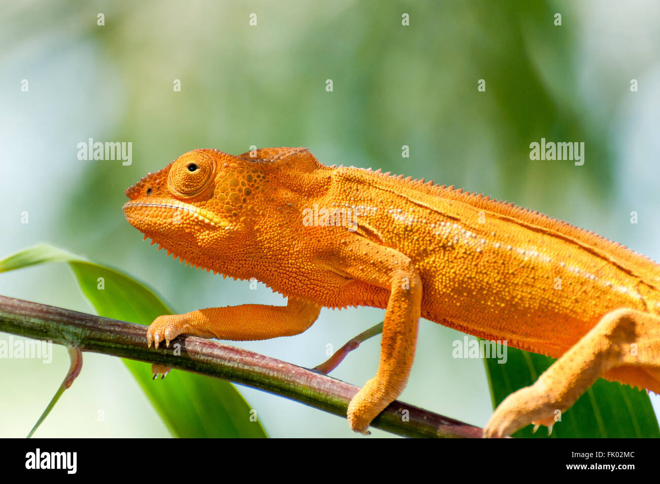 Furcifer pardalis: An orange Panther Chameleon on a branch Stock Photo