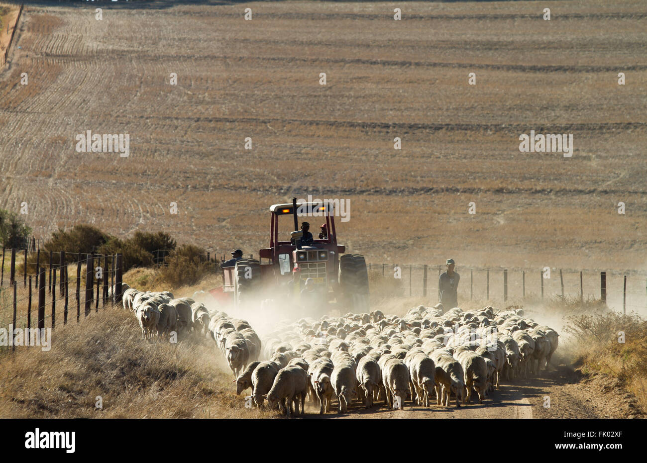 A flock of sheep being taken back to the barn on a farm near Philadelphia, Swartland, South Africa. Stock Photo