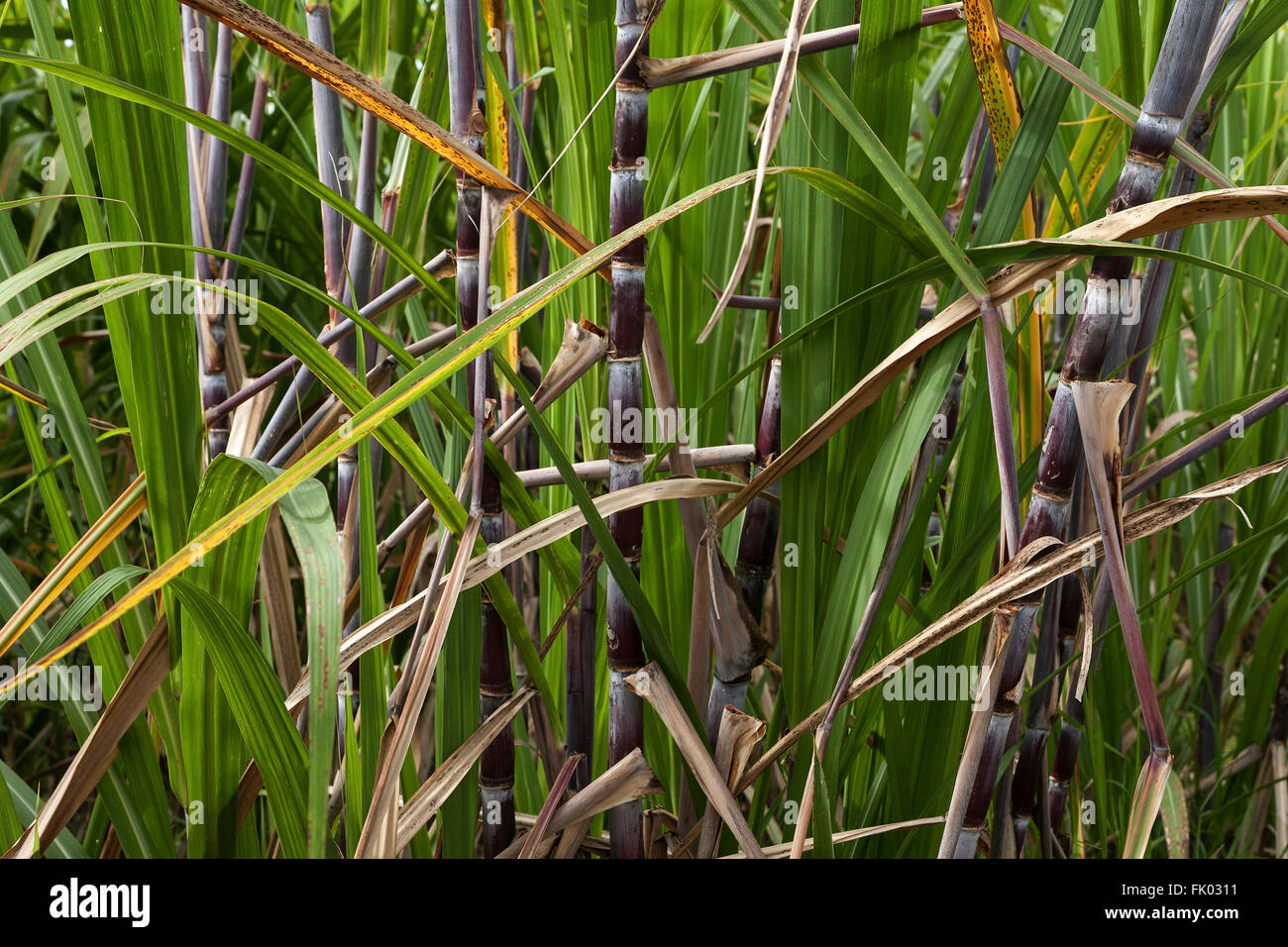 Sugar cane (Saccharum officinarum), Reunion Stock Photo