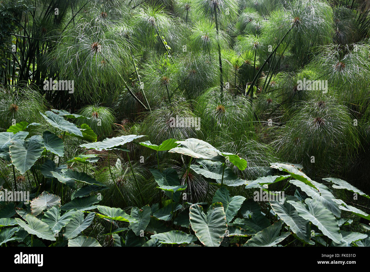 Taro (Colocasia esculent) in front, paper reed (Cyperus papyrus) behind, Reunion Stock Photo