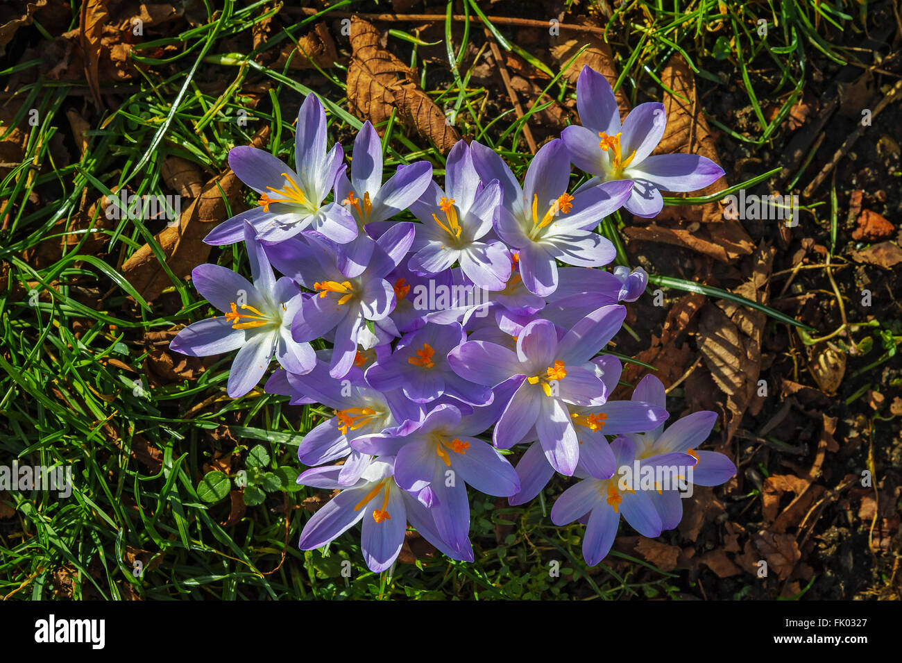 Blossoming crocuses (Iridaceae), Bavaria, Germany Stock Photo