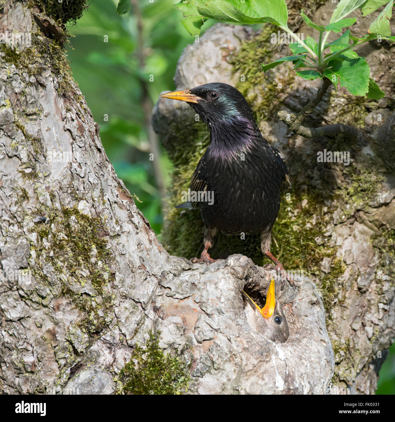 Starling (Sturnus vulgaris), young bird peeking out of the breeding burrow, old bird sits on the breeding nest Stock Photo