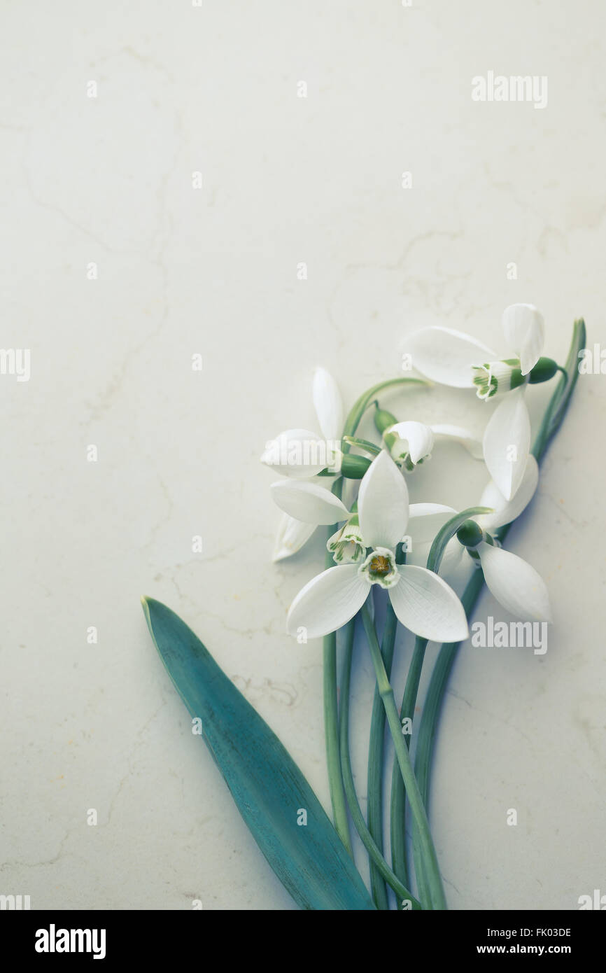 Common Snowdrop (Galanthus nivalis), on white table Stock Photo