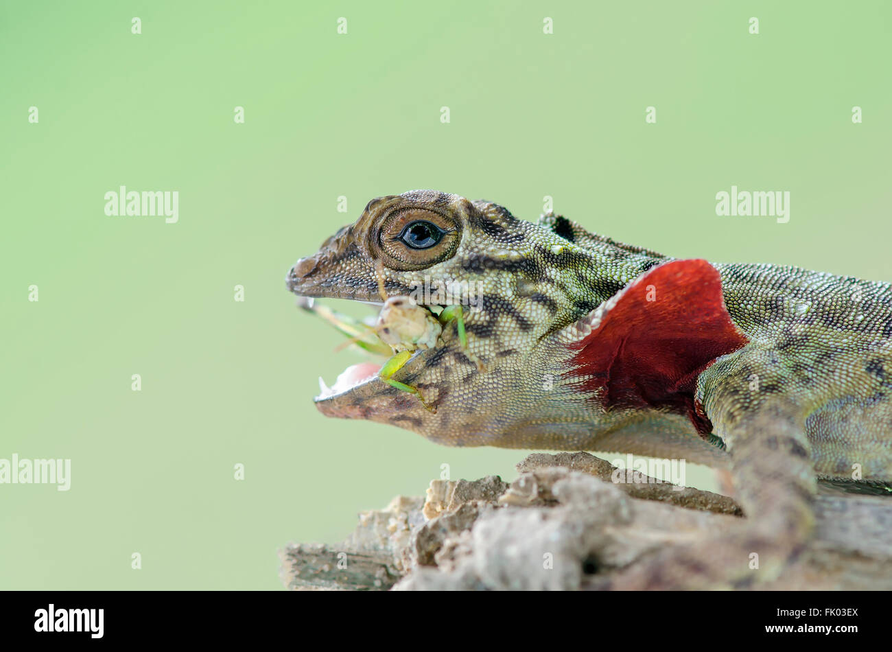 Lizard eating hires stock photography and images Alamy