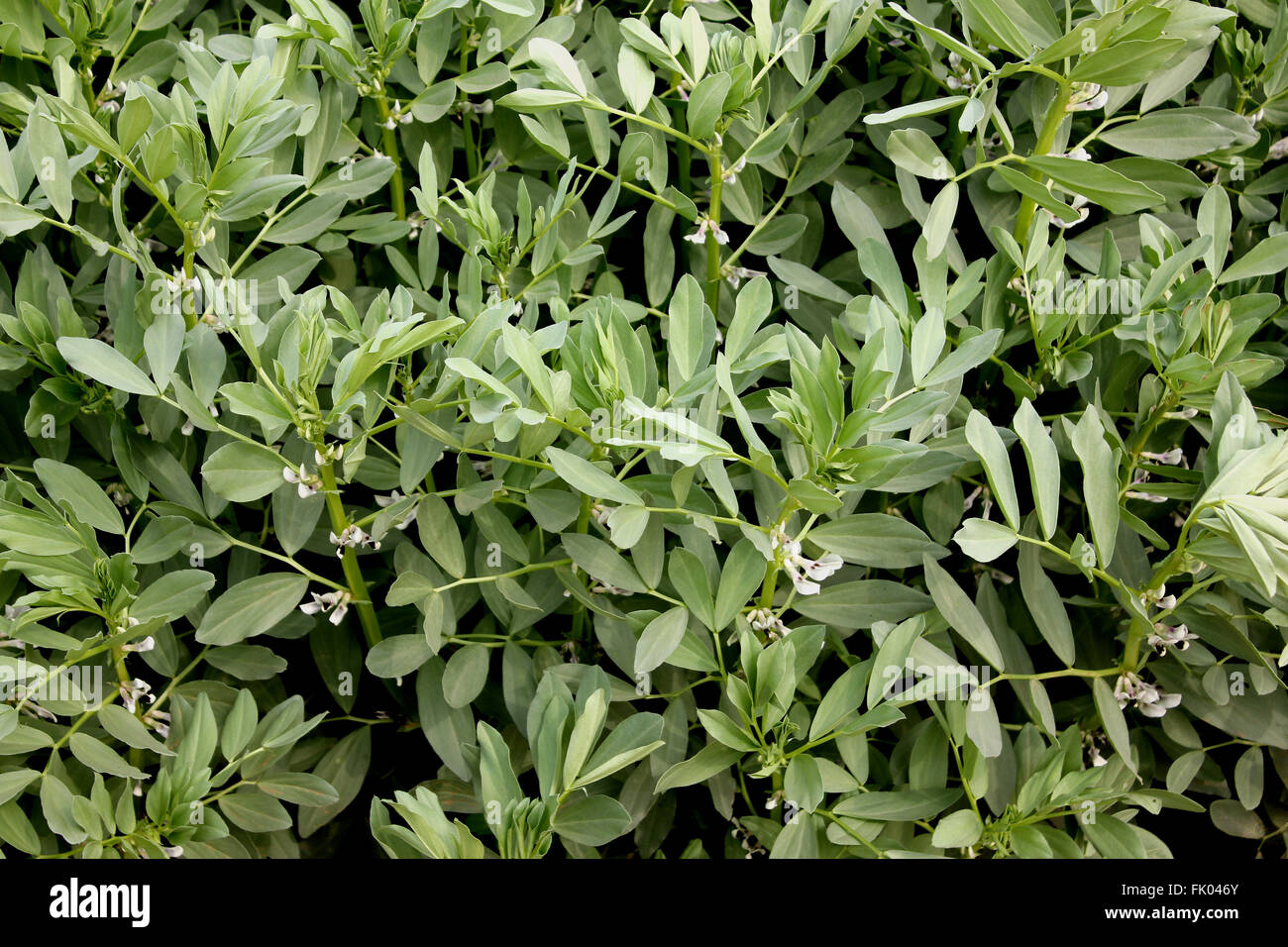 Vicia faba, Broad bean, faba bean, fava bean, cultivated herb with pinnate leaves, creamish-white flowers, pods with seeds Stock Photo
