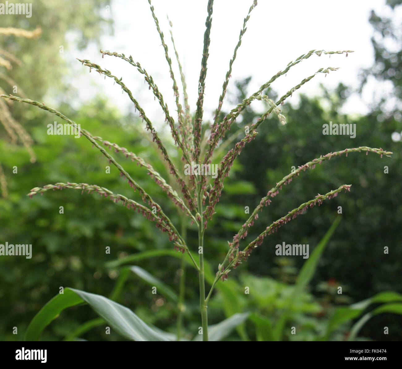 Zea mays, Maize plant, male inflorescence forming terminal tassel with pale purplish anthers, with several spreading spikes Stock Photo