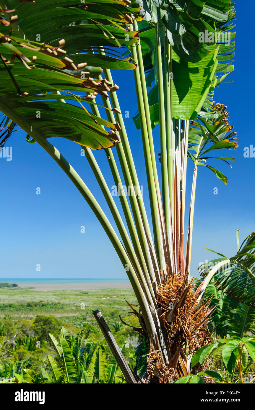 Travelers Tree or Travelers Palm, Ravenala madagascariensis Stock Photo -  Alamy