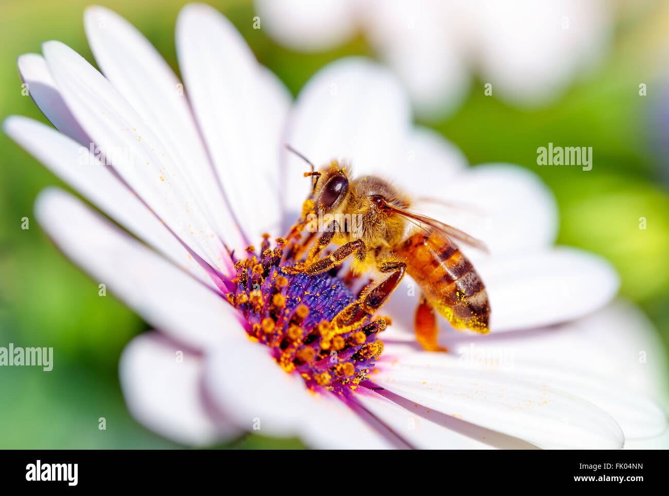 Macro photo of beautiful bee sitting on white gentle daisy, little honeybee  collects pollen from flowers Stock Photo - Alamy, image size:1300x965