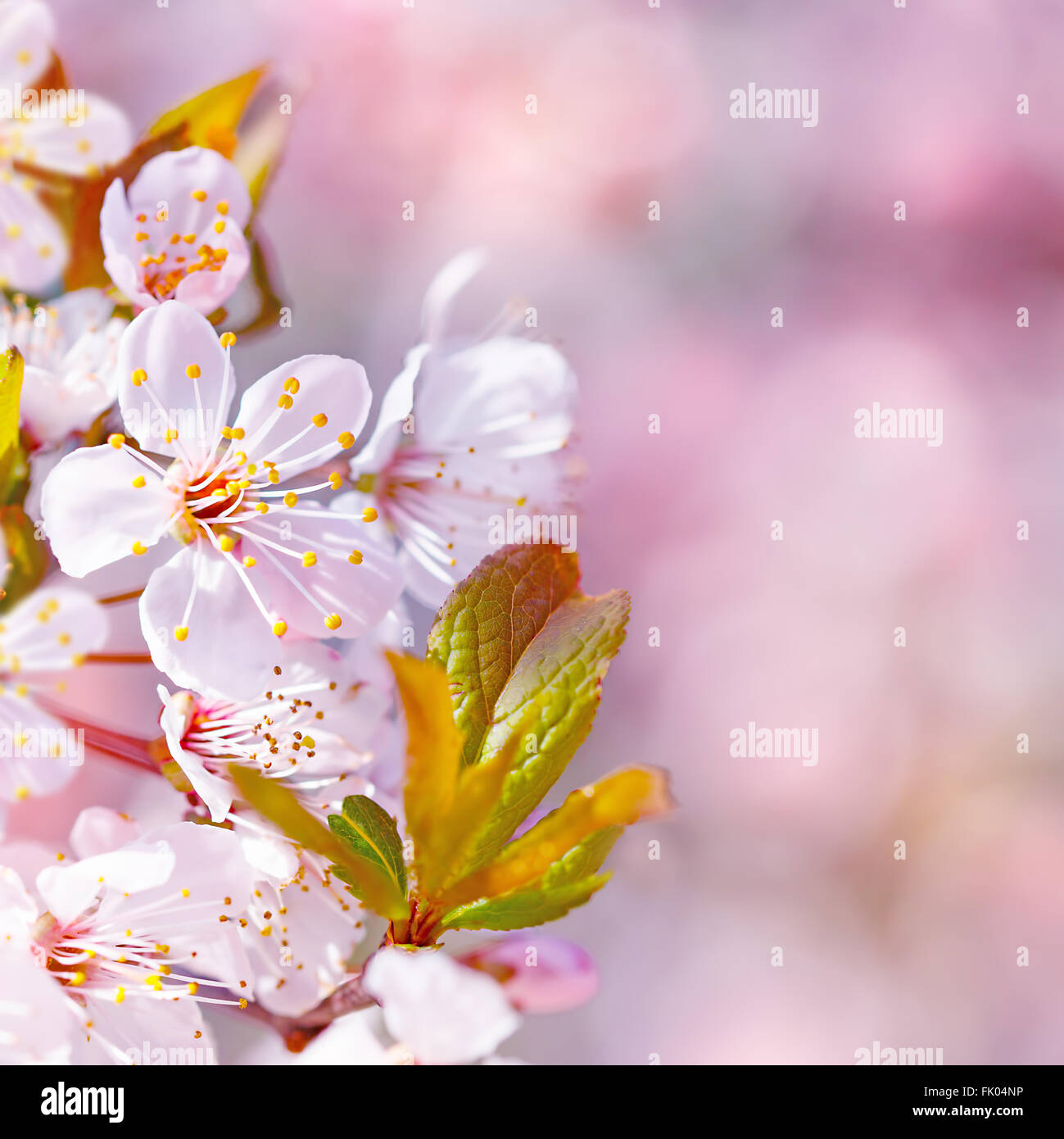 Beautiful apple tree blooming, gentle little white flowers on twig over blur pink background, floral romantic border Stock Photo