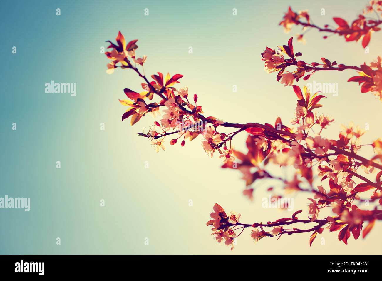 Beautiful blooming tree in sunny day, floral border over blue sky background, vintage style photo, old cinematic picture Stock Photo