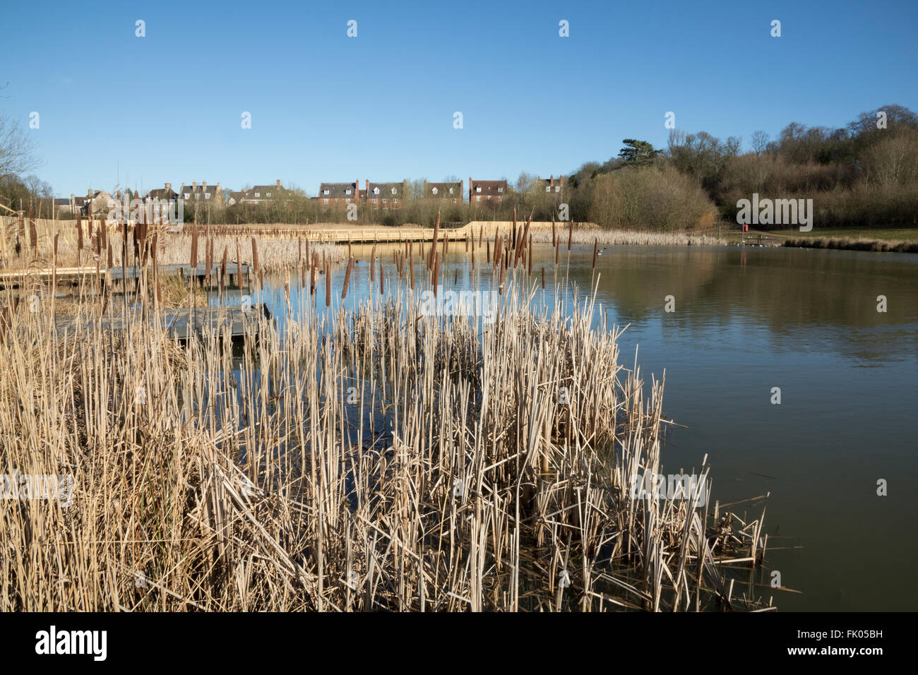 Wetlands habitat in urban wildlife park with bulrushes Stock Photo Alamy