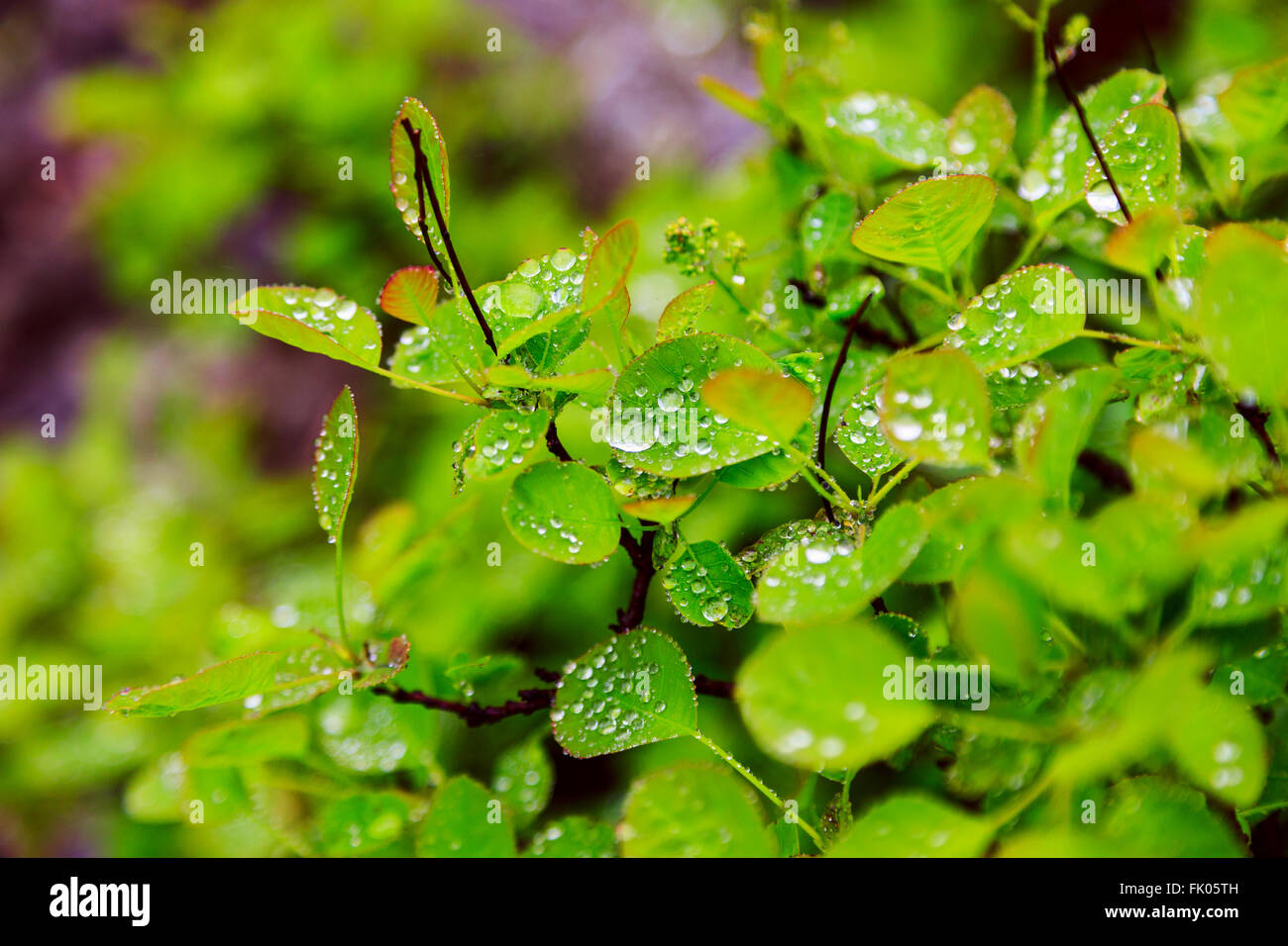 Green leaf with water drops, macro, nature background Stock Photo - Alamy
