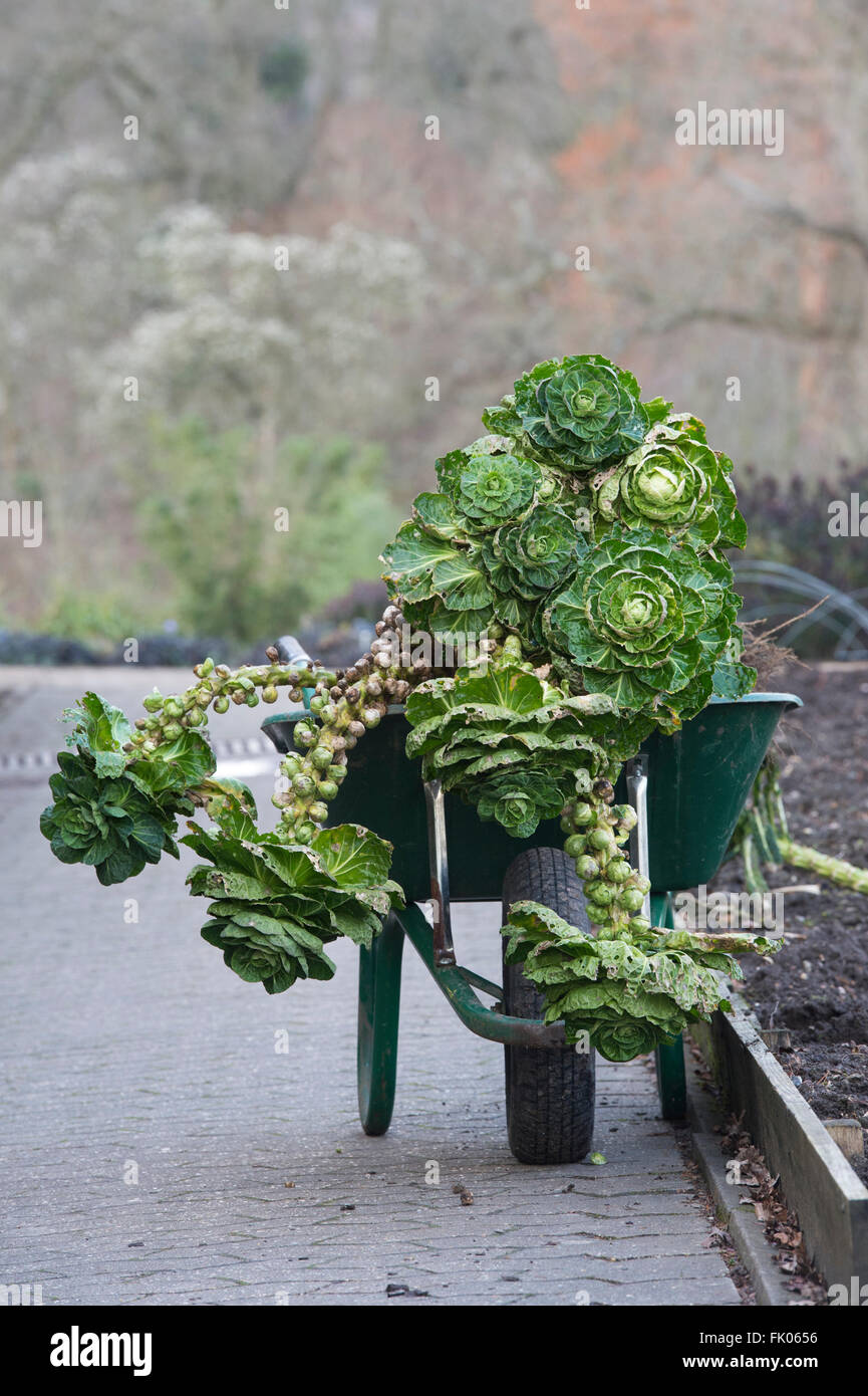 Wheelbarrow full of old Brussels sprout plants being cleared at RHS Wisley Gardens. Surrey, England Stock Photo