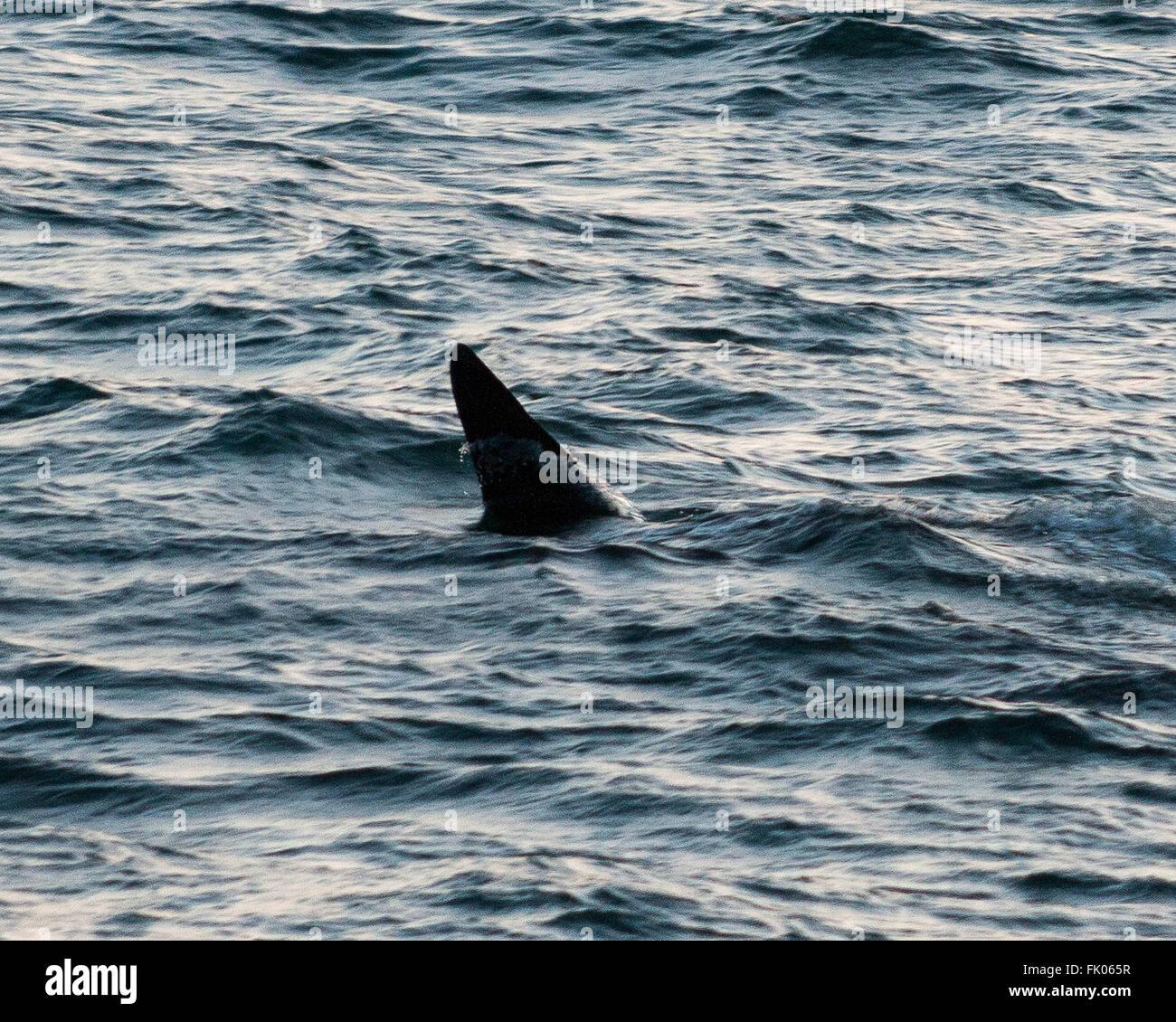 Northwest Iceland, Iceland. 2nd Aug, 2015. The dorsal fin of a predator