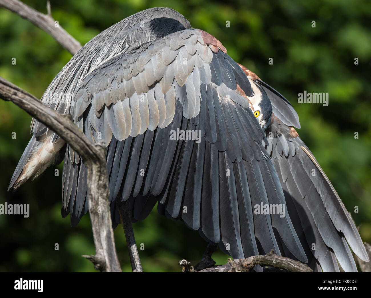 Great Blue Heron with wings in umbrella pose with one eye peering out Stock Photo
