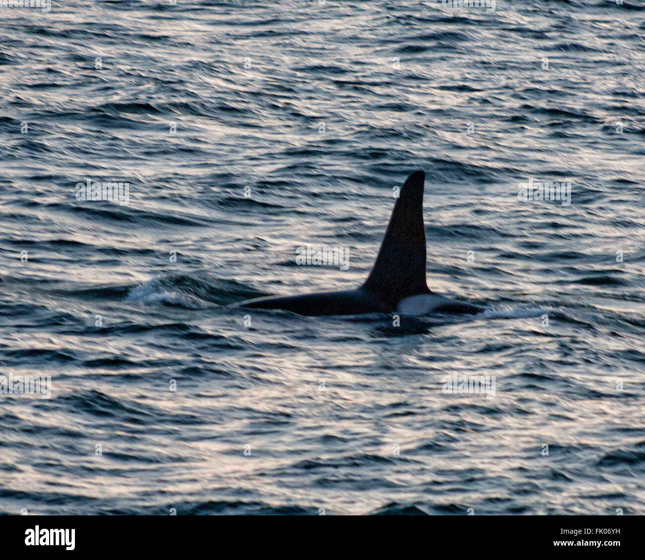 Northwest Iceland, Iceland. 2nd Aug, 2015. The dorsal fin and back of a