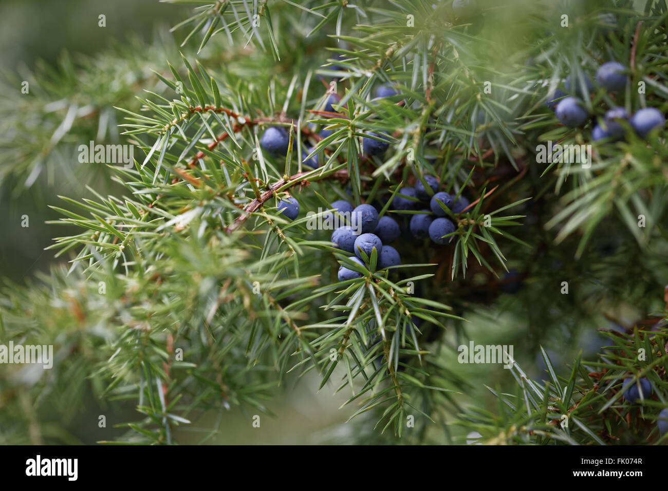 Juniper berries growing on branch Stock Photo Alamy