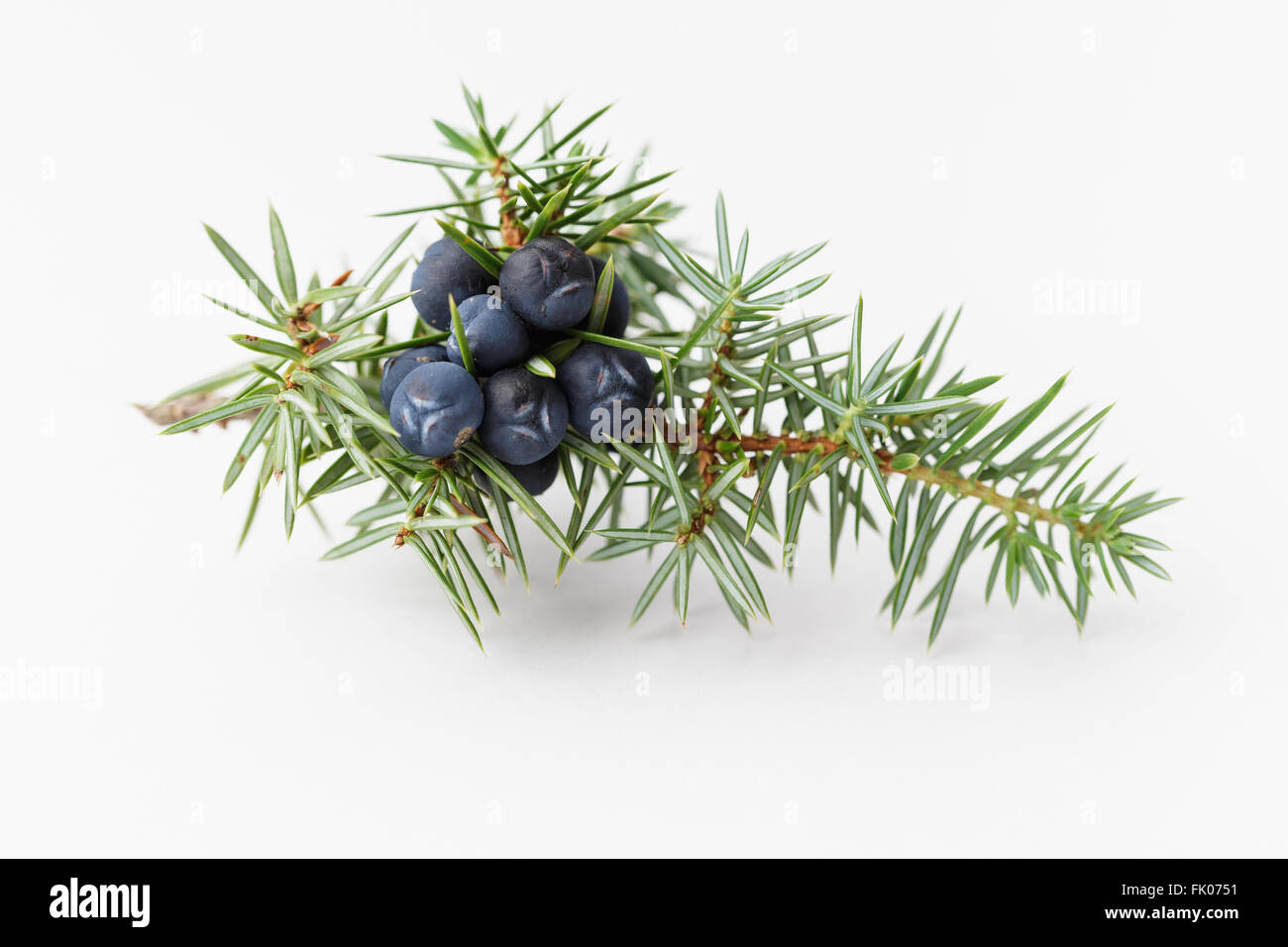 Juniper branch with berries, on white background Stock Photo