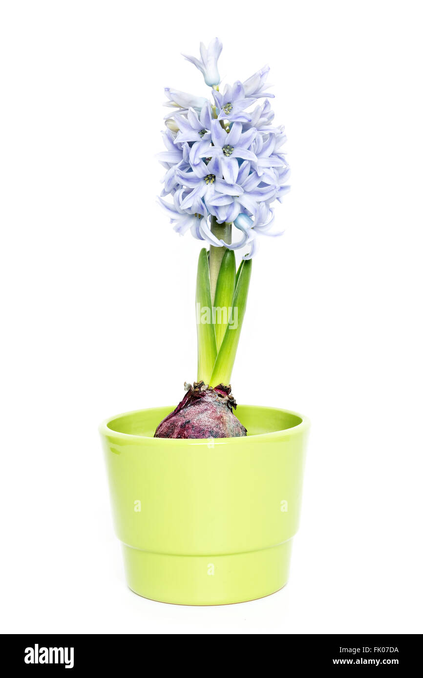 young blooming hyacinth isolated on white background Stock Photo