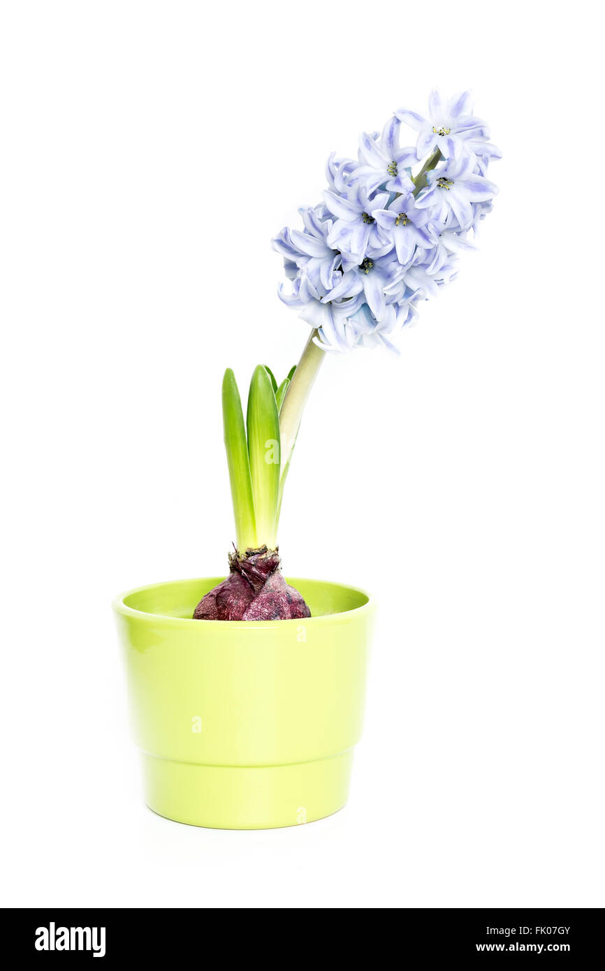 young blooming hyacinth isolated on white background Stock Photo