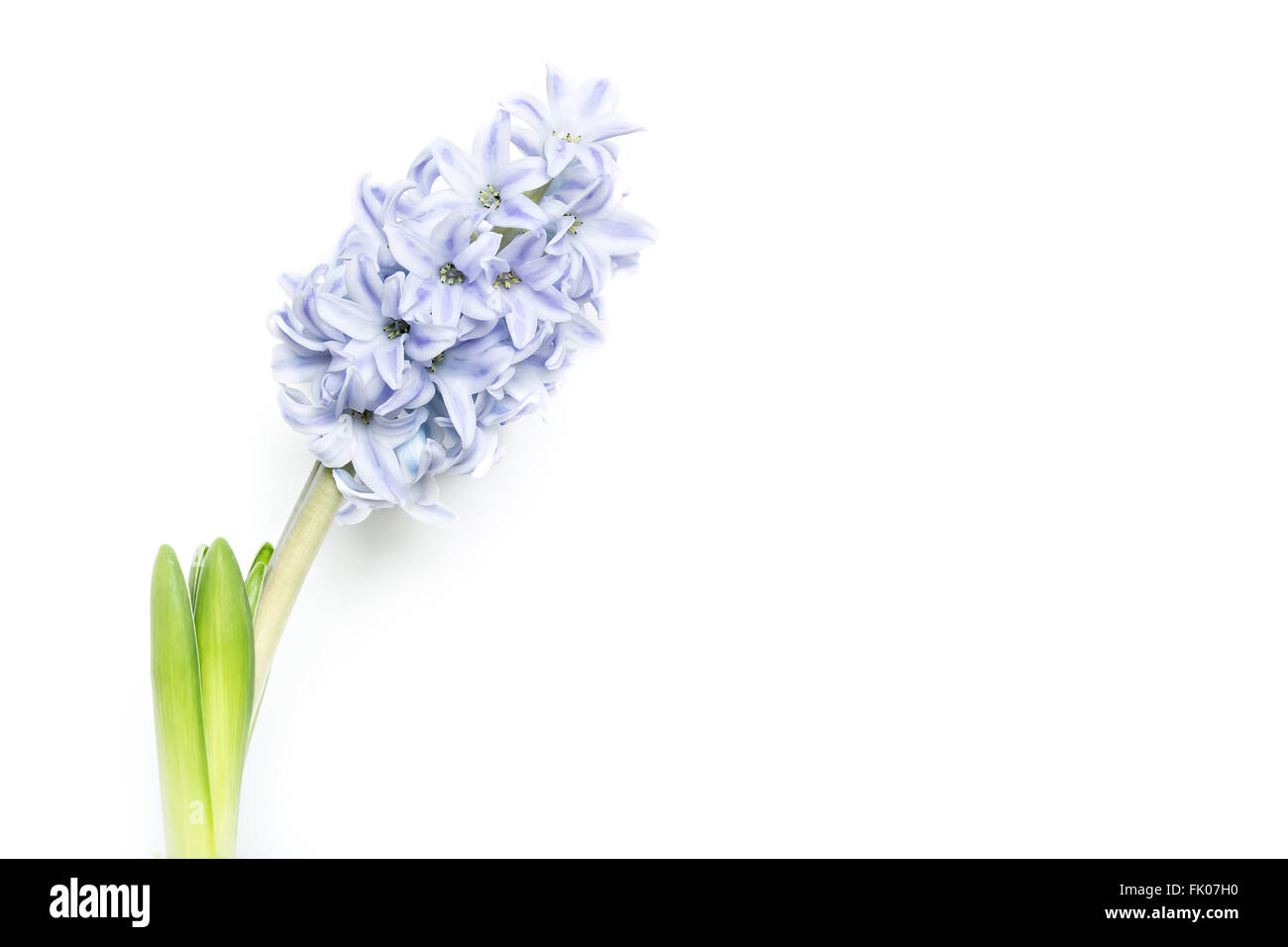 young green blooming hyacinth isolated on white background, copy space Stock Photo