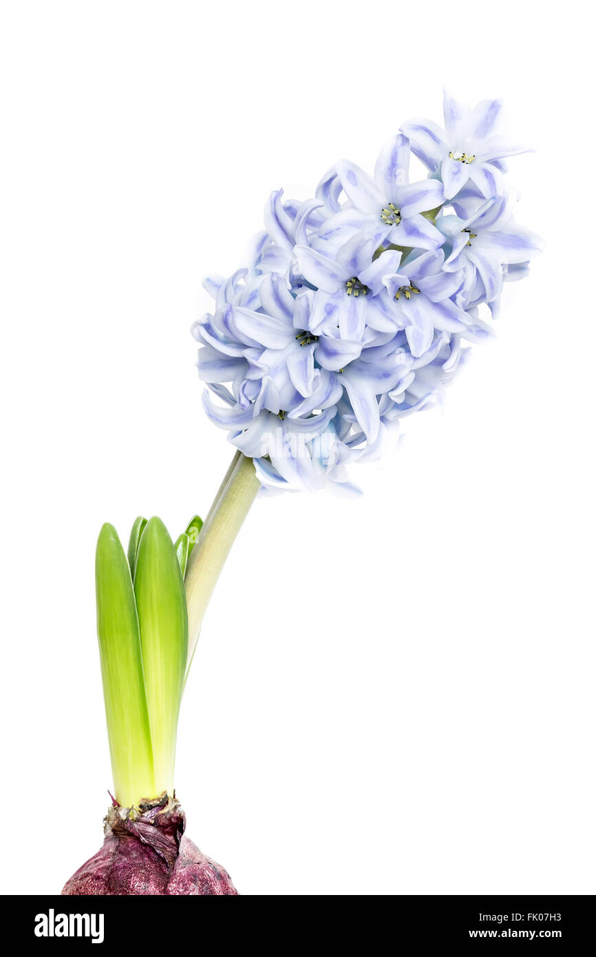 young blooming hyacinth  on purple background, copy space Stock Photo