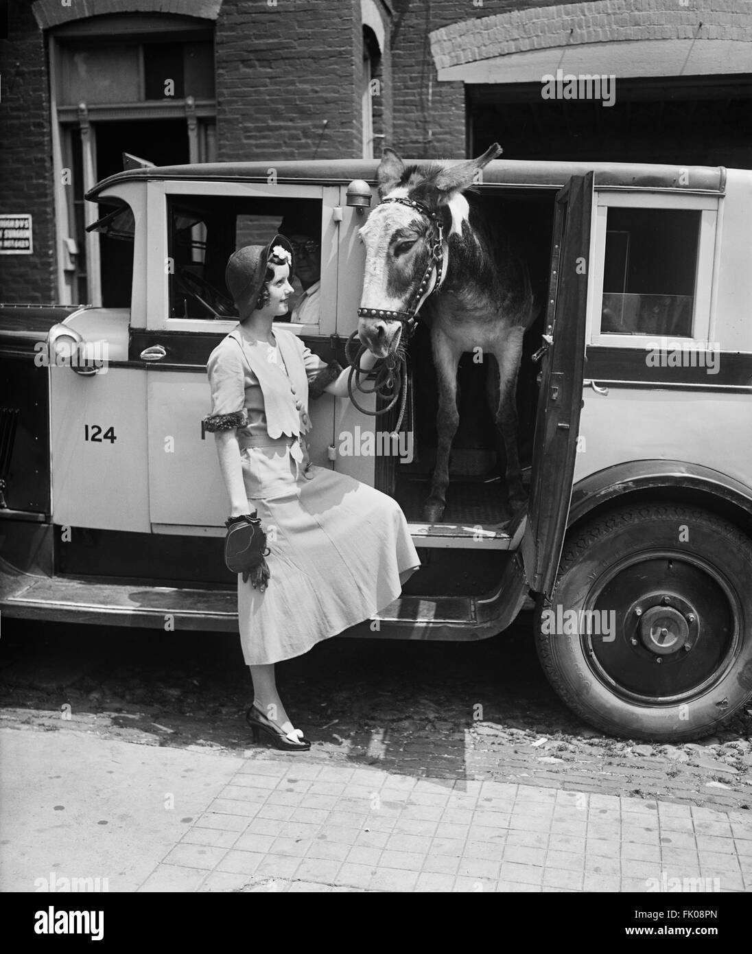 Woman Standing Next to Donkey in Automobile, USA, circa 1931 Stock Photo