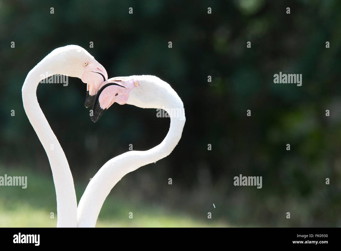 Welney Wetlands Trust, Norfolk, UK. A pair of flamingoes form a heart-shape with their necks. Stock Photo