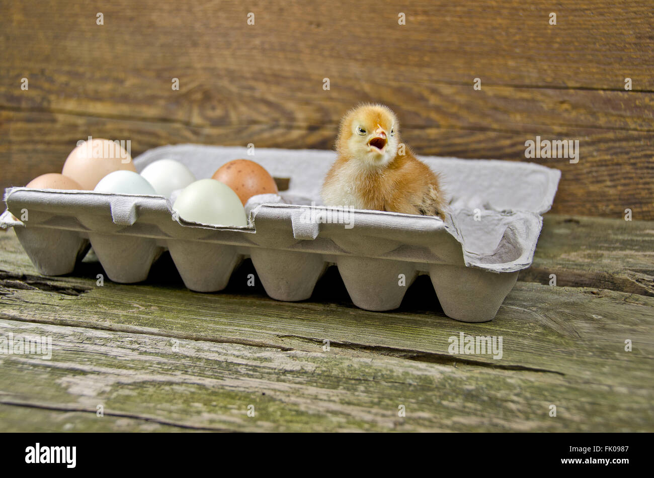 Baby chick and fresh eggs in gray egg carton on rustic wood. Stock Photo