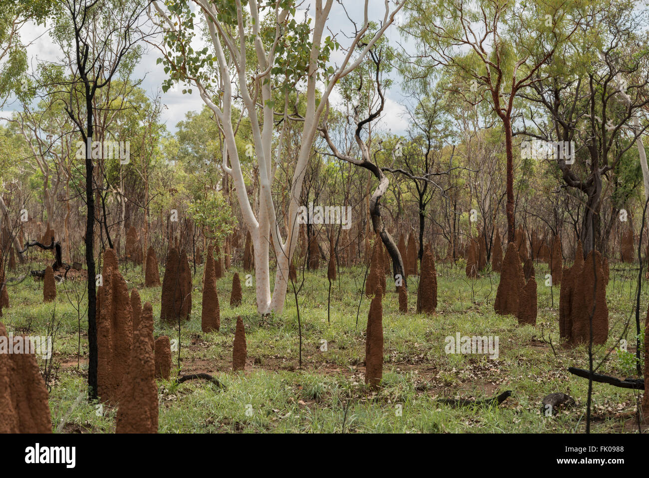 Termite Mounds in amongst freshly burnt gum trees the Northern Territory. A common sight in the Top End of Australia, these moun Stock Photo