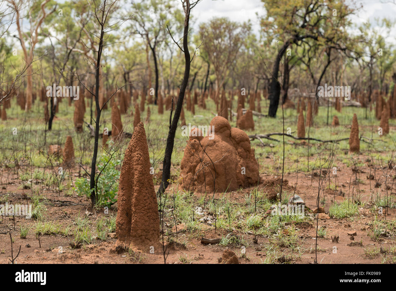 Termite Mounds in amongst freshly burnt gum trees the Northern Territory. A common sight in the Top End of Australia, these moun Stock Photo