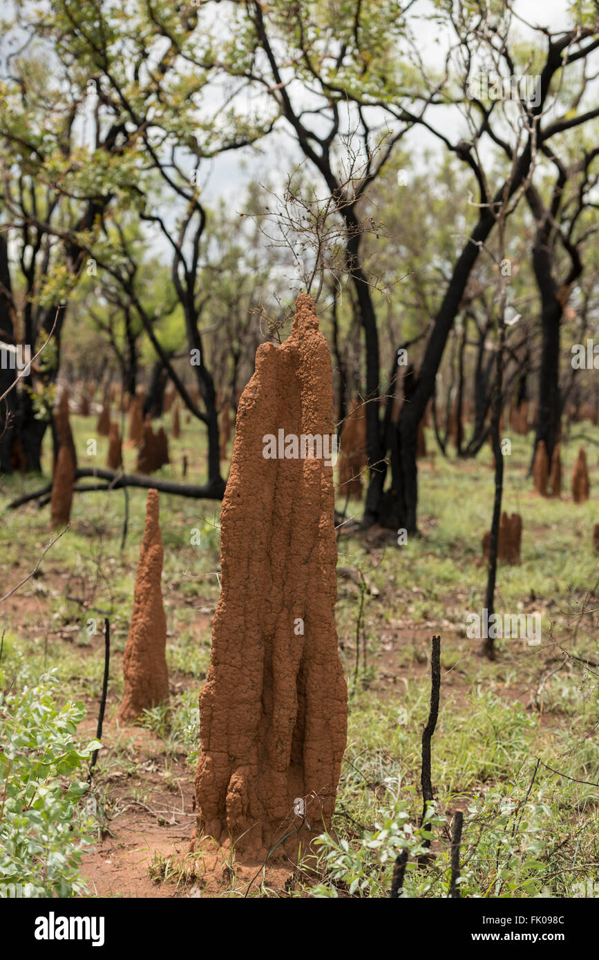 Termite Mounds in amongst freshly burnt gum trees the Northern Territory. A common sight in the Top End of Australia, these moun Stock Photo