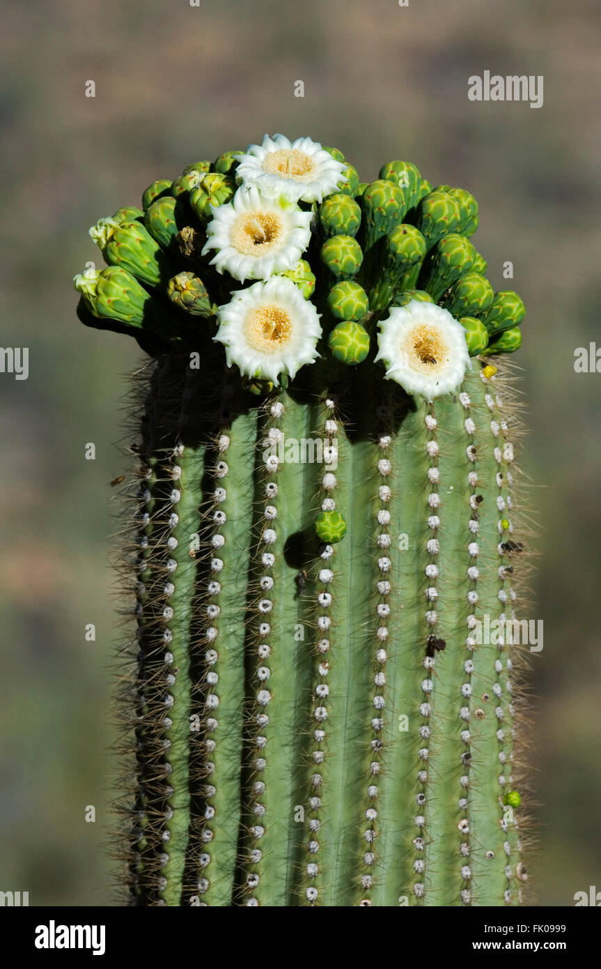 Saguaro cactus (Carnegiea gigantea / Cereus giganteus) blooming, showing buds and white flowers, Sonoran desert, Arizona, USA Stock Photo