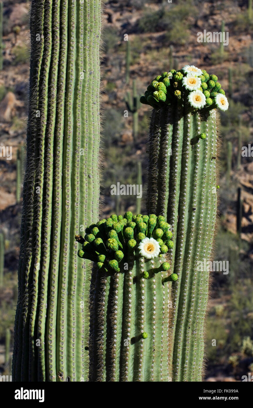 Saguaro cacti (Carnegiea gigantea / Cereus giganteus) blooming, showing buds and white flowers, Sonoran desert, Arizona, USA Stock Photo