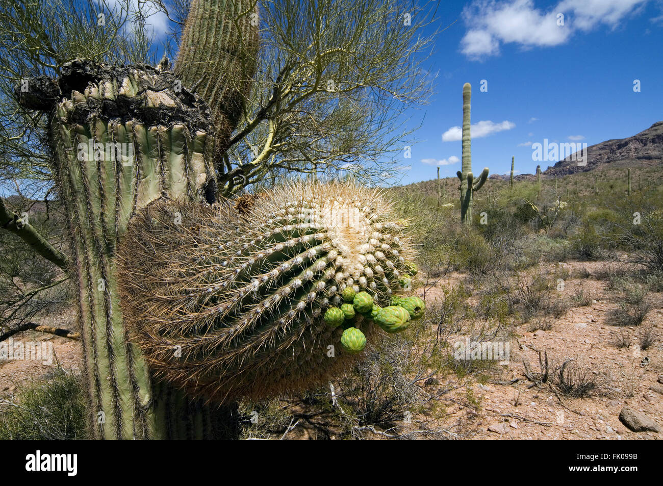 Saguaro cactus (Carnegiea gigantea / Cereus giganteus) showing buds in the Organ Pipe Cactus National Monument, Arizona, USA Stock Photo
