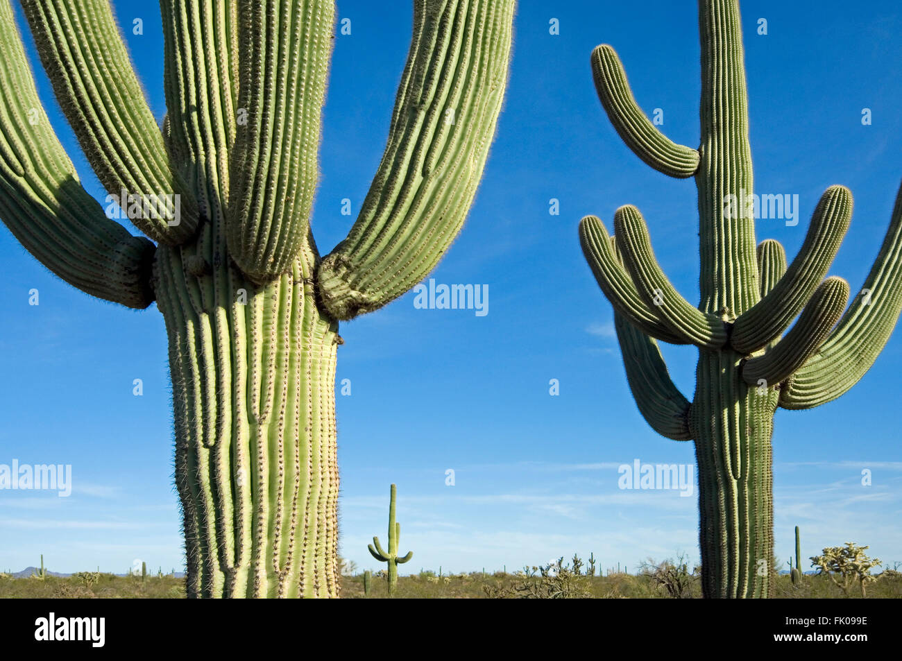 Saguaro cacti (Carnegiea gigantea / Cereus giganteus / Pilocereus giganteus) in the Sonoran desert, Arizona, USA Stock Photo