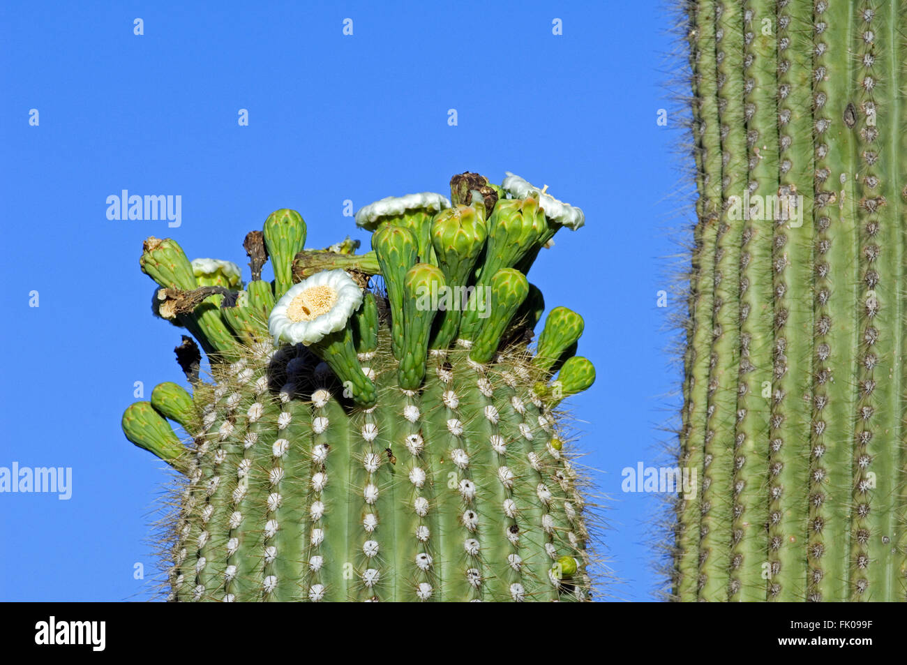 Saguaro cactus (Carnegiea gigantea / Cereus giganteus / Pilocereus giganteus) blooming, showing buds and white flowers, Sonora Stock Photo