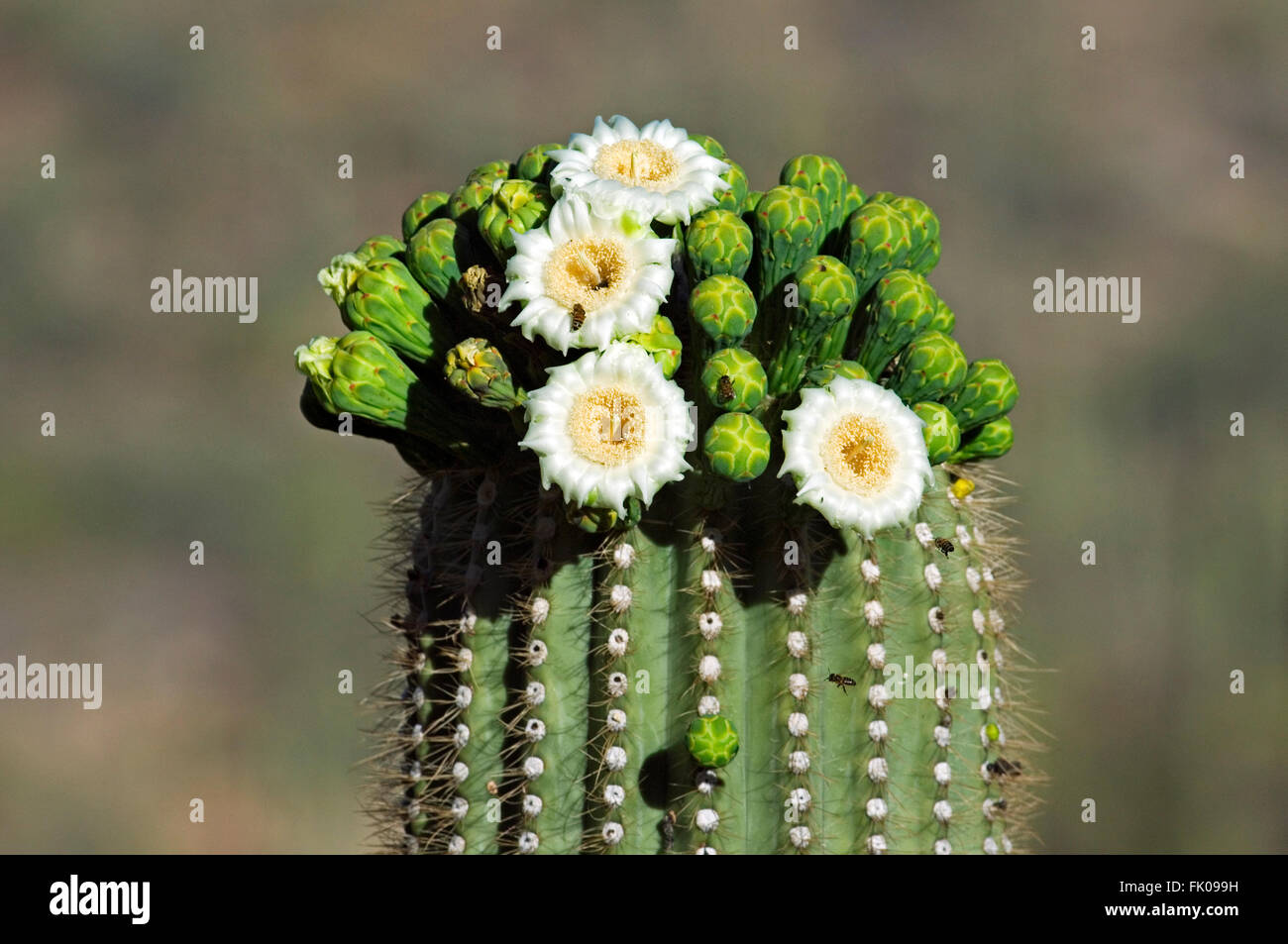 Saguaro cactus (Carnegiea gigantea / Cereus giganteus) blooming, showing buds and bees pollinating white flowers, Arizona, USA Stock Photo