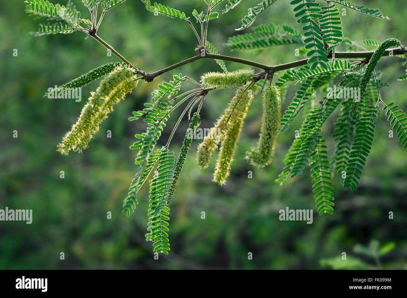 Velvet mesquite (Prosopis velutina) close up of leaves and flowering catkins, Sonoran desert, Arizona, USA Stock Photo