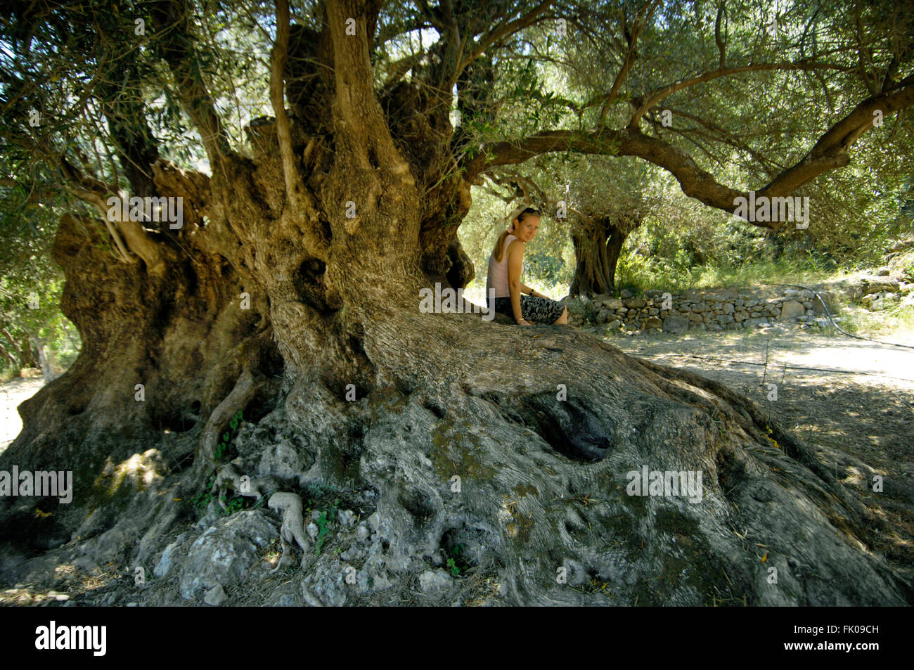 Griechenland, Kreta, bei Agios Nikolaos, Kavoussi, eine tausenjähriger Olivenbaum Stock Photo
