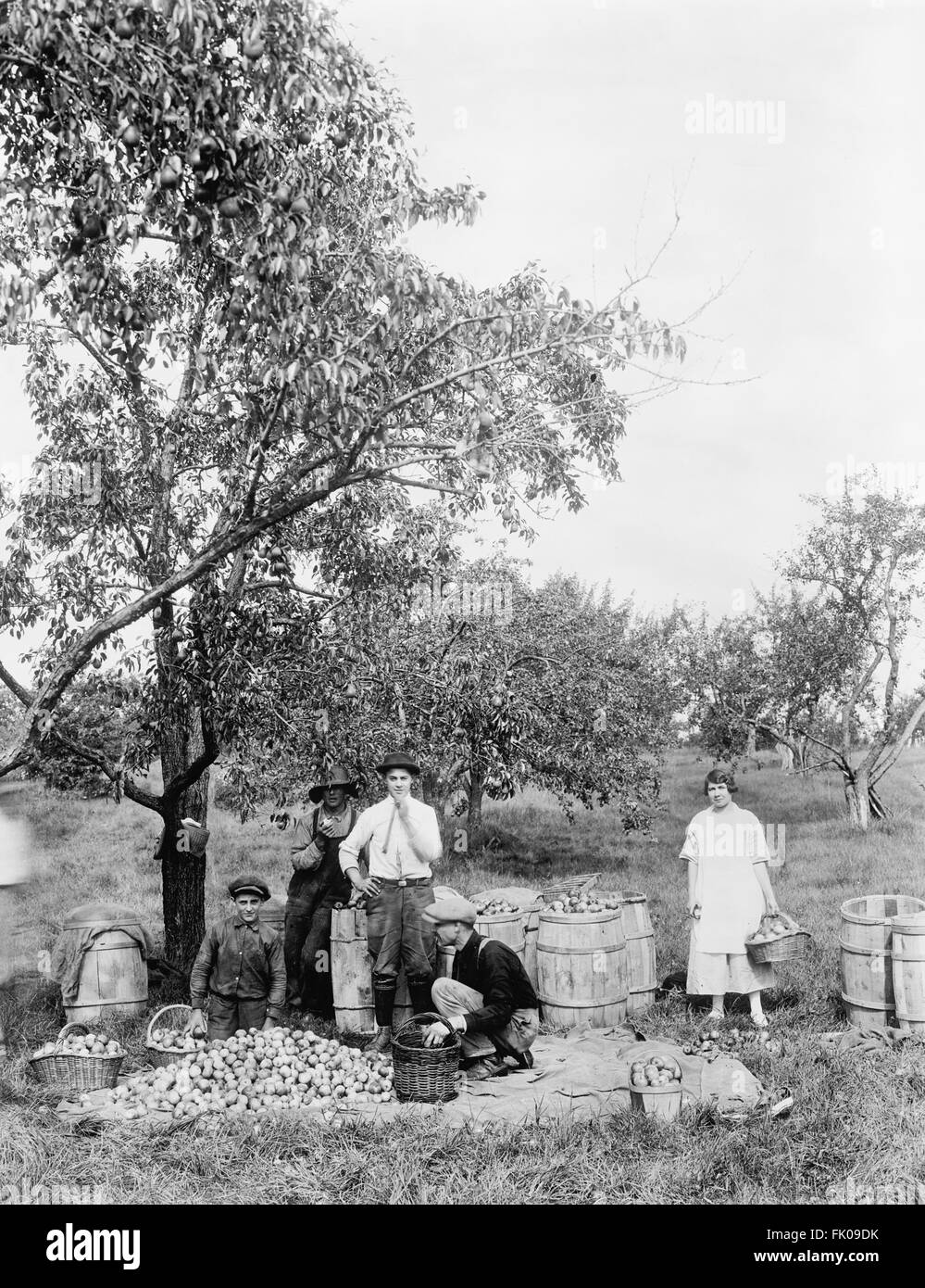 People Picking Apples in Orchard, USA, circa 1920 Stock Photo