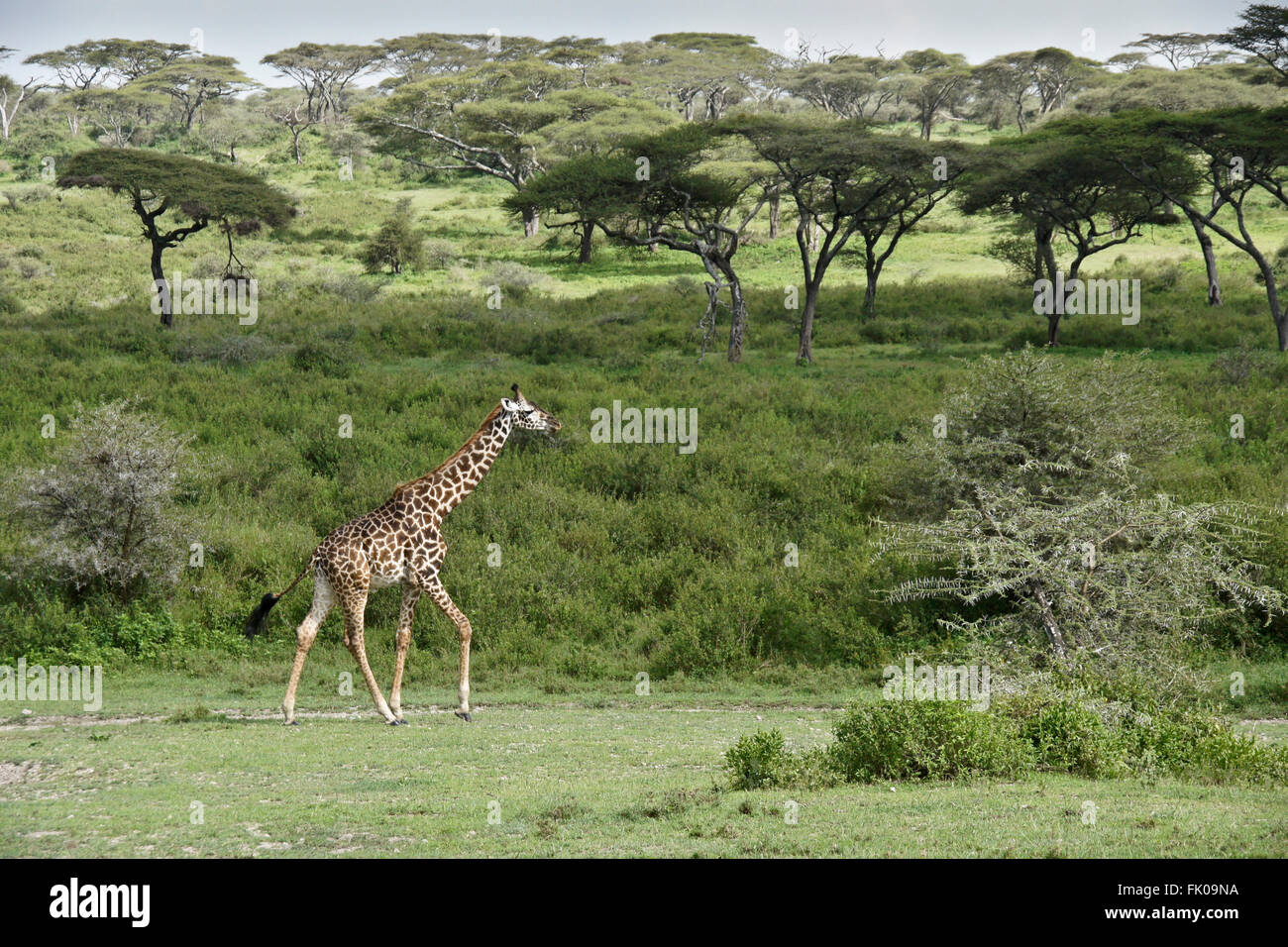 Masai giraffe walking, Ngorongoro Conservation Area (Ndutu), Tanzania Stock Photo