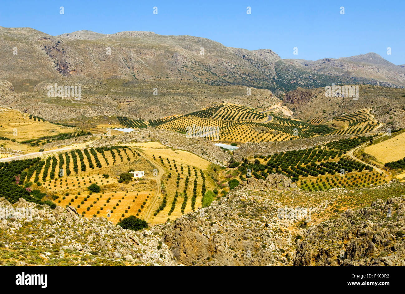 Griechenland, Kreta, Xerokambos, Olivenhaine prägen die Landschaft Stock  Photo - Alamy