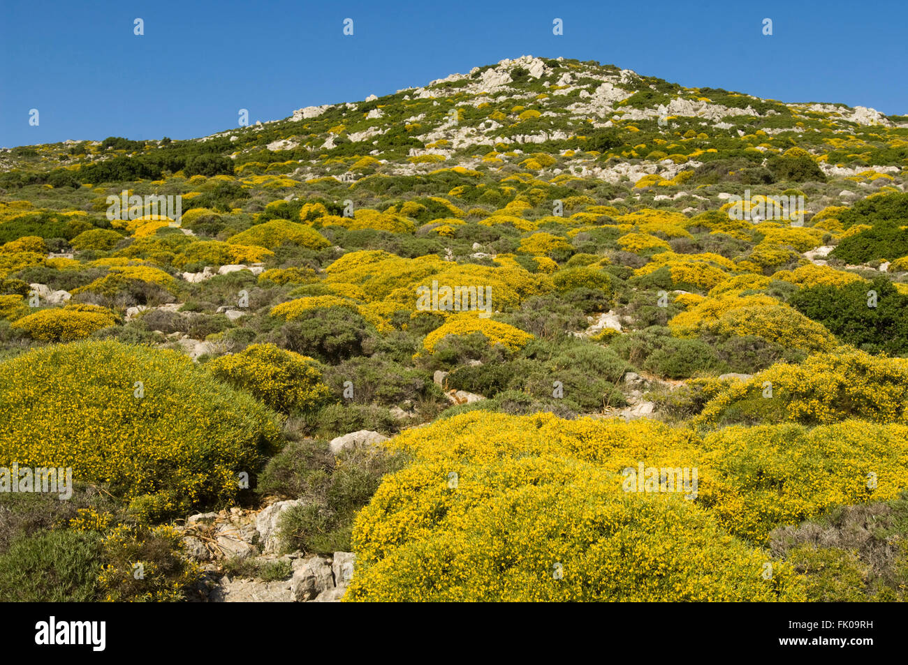 Griechenland, Kreta, Xerokambos, gelbe Macchie überzieht die Hügellandschaft an der Strasse nach Ziros Stock Photo