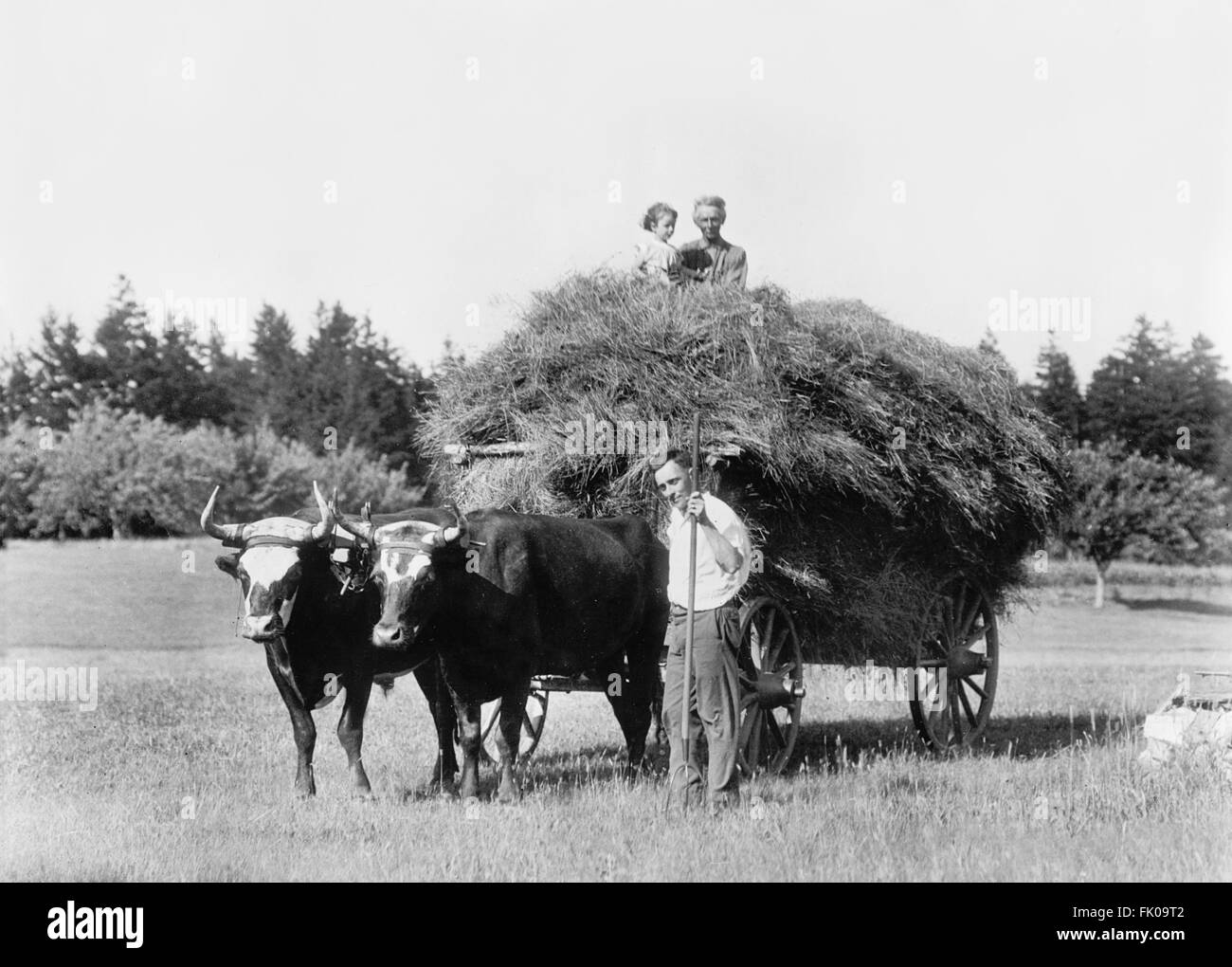 Hay Wagon and Oxen, Massachusetts, USA, circa 1915 Stock Photo