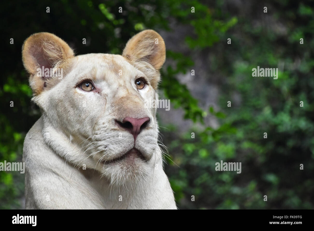 Young white African lioness close up portrait in zoo environment, low angle Stock Photo