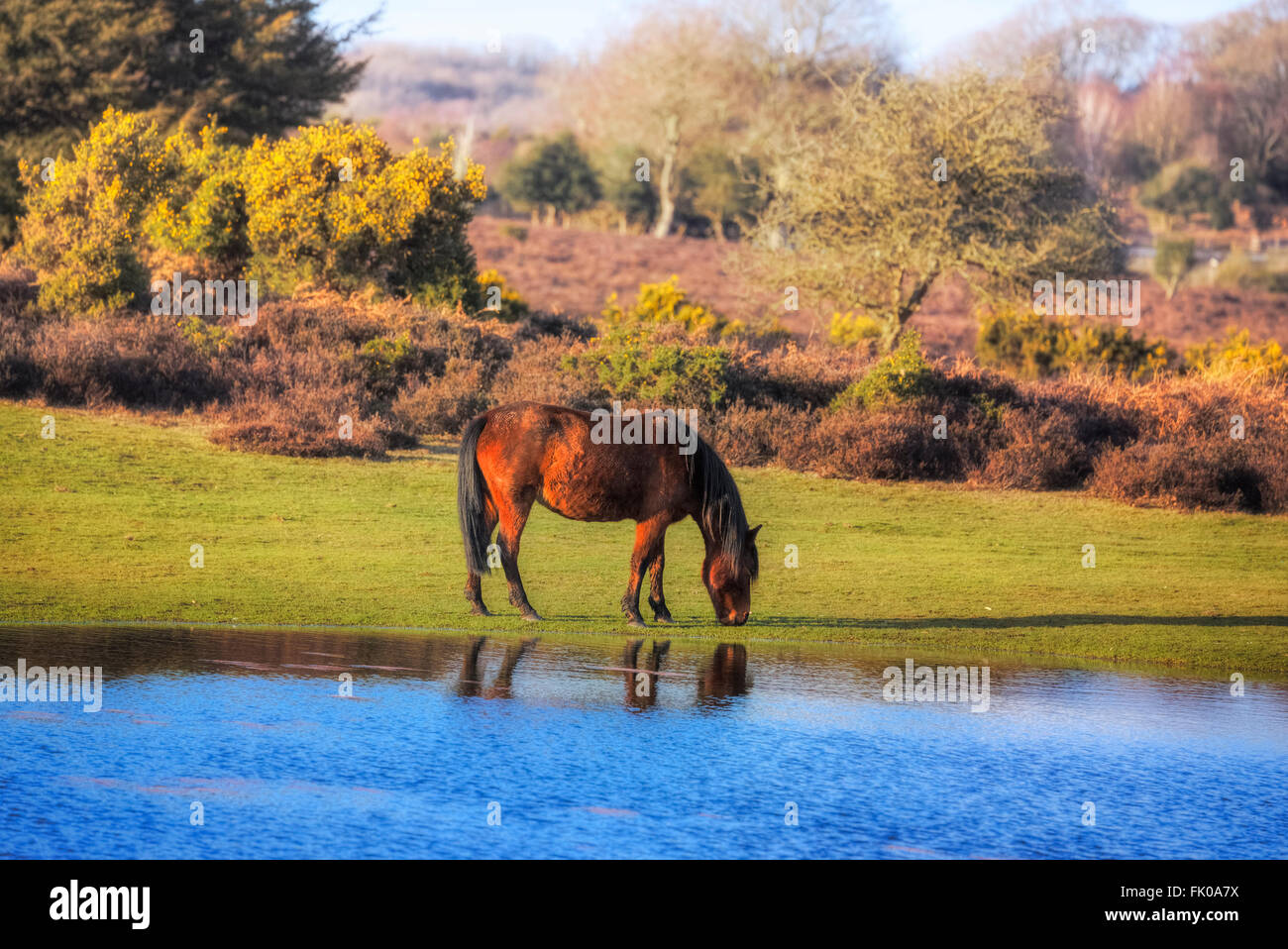 a wild New Forest pony drinking out of a pond near Lyndhurst, Hampshire, England, UK Stock Photo