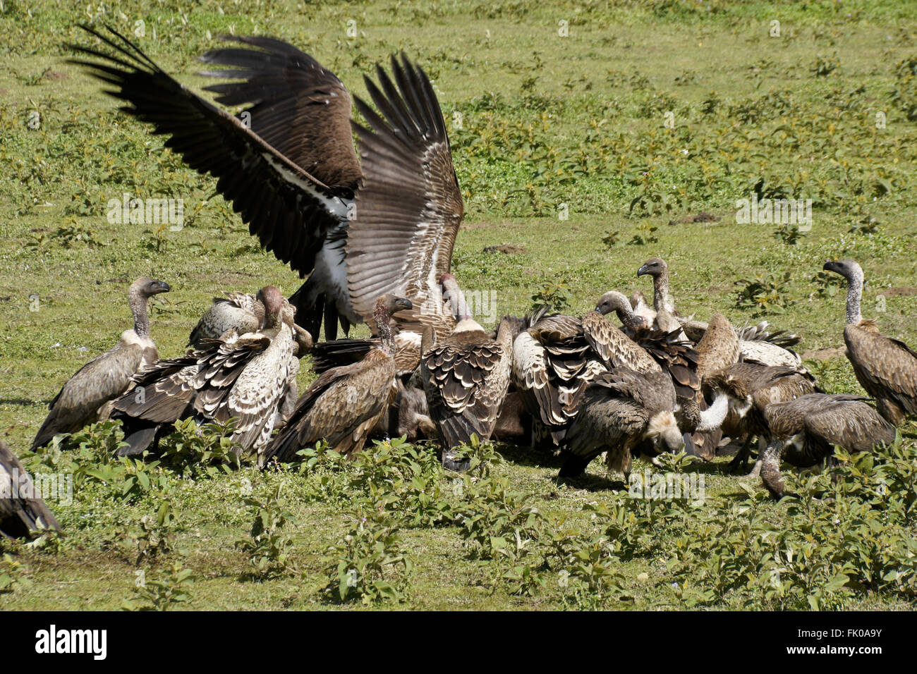 Ruppell's griffon vultures and white-backed vultures at wildebeest kill, Ngorongoro Conservation Area (Ndutu), Tanzania Stock Photo